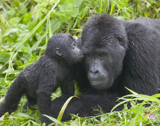 Berggorillas sind vom Aussterben bedroht 🦍